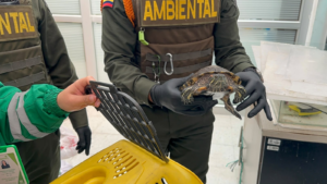 Autoridades incautan 23 animales silvestres, entre ellos 15 boas y 8 tortugas, en una universidad de Usaquén.