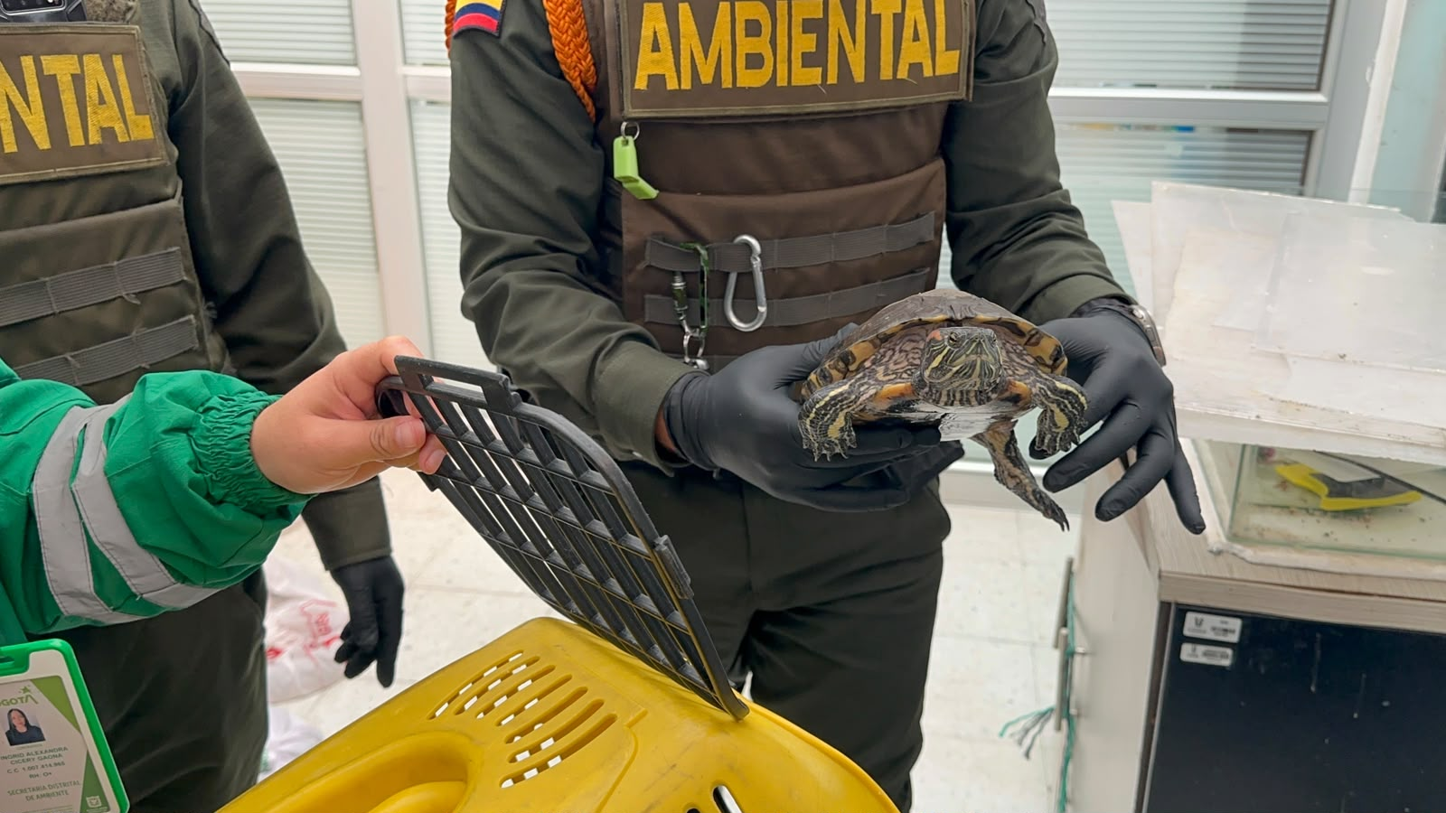 Autoridades incautan 23 animales silvestres, entre ellos 15 boas y 8 tortugas, en una universidad de Usaquén.
